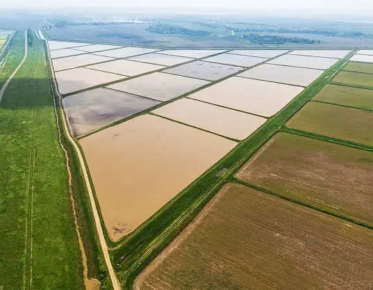 Краснодарский рис vs импортный: почему 45-я широта имеет значение